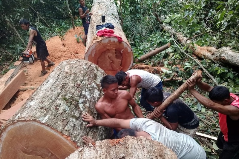Clearing trees by hand
