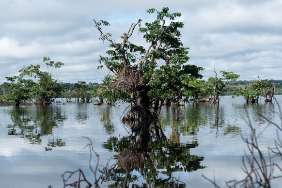 Trees standing in a flooded lagoon